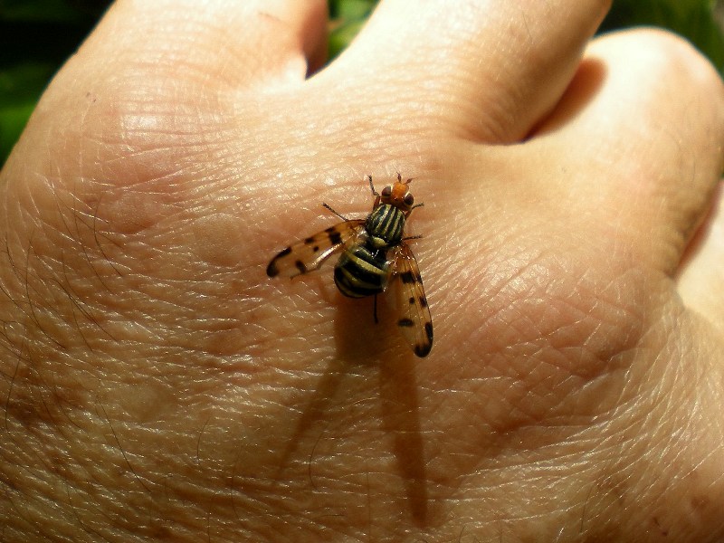 Dittero Ulididae e omottero Issidae